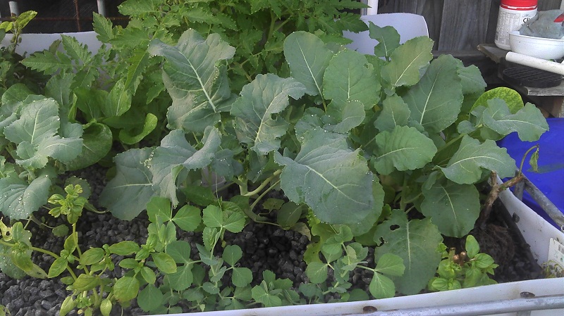 Bok Choy Thinned out.jpg