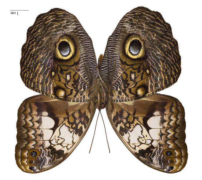 Caligo_martia_owl-butterfly.jpg
