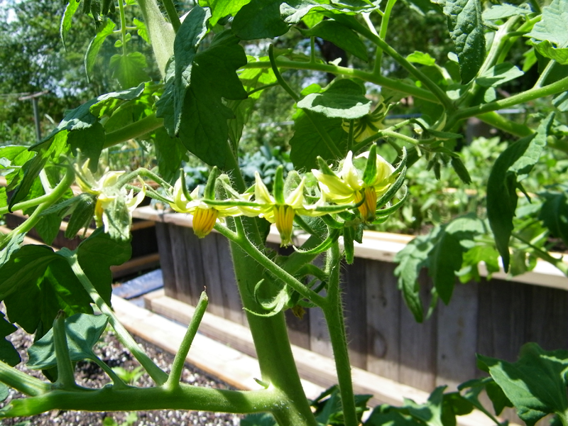 tom buds 5-22-2013.jpg