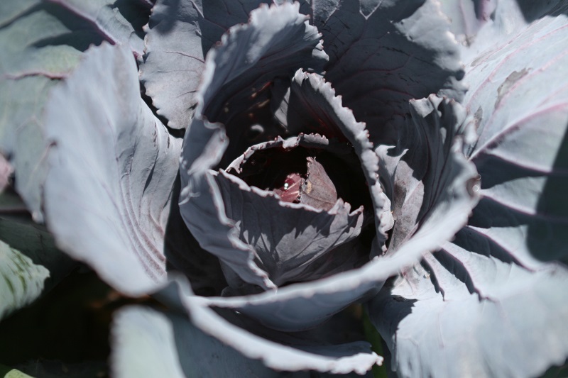 AP Cabbae Resize.jpg