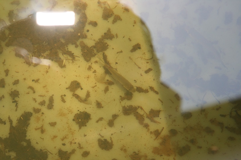 Coppernose blueill resize.jpg