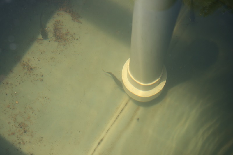 reen Sunfish Resize.jpg