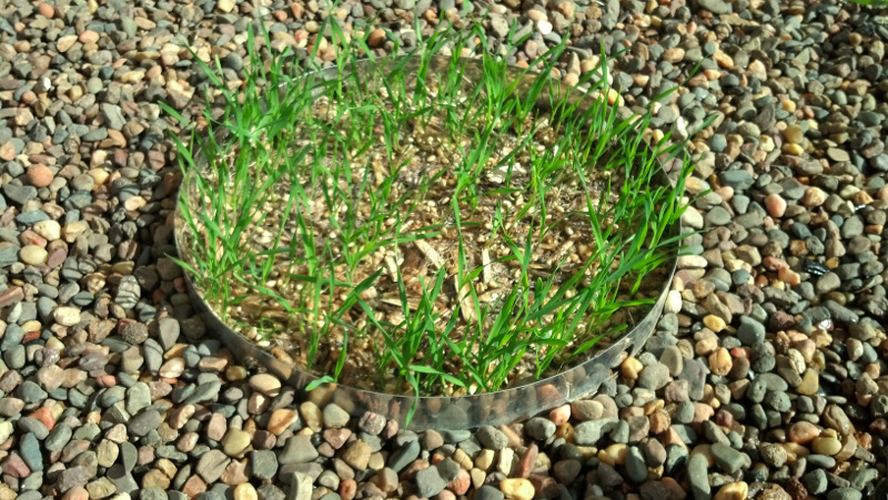 wheat20130531.jpg