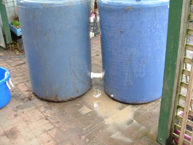 Fish tank, sump, guinea pig 051.jpg