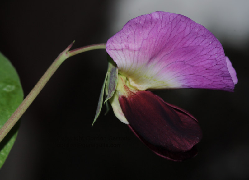Pea-flower20130606-800.jpg
