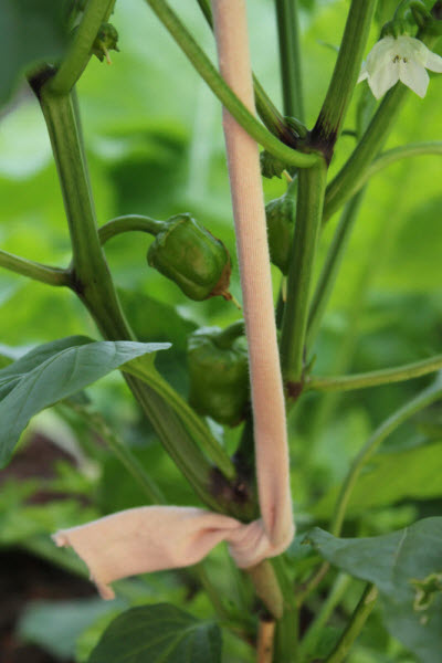 Baby capsicum.jpg