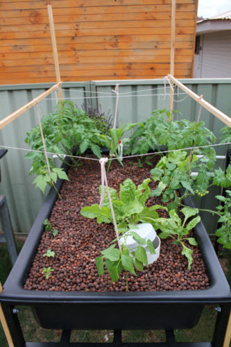 Grow bed 3.jpg