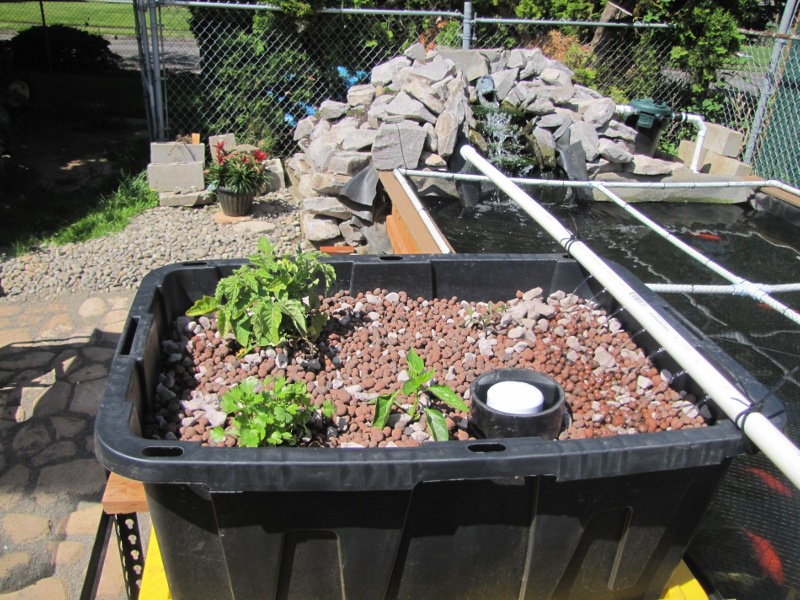 Aquaponic box week 1.JPG