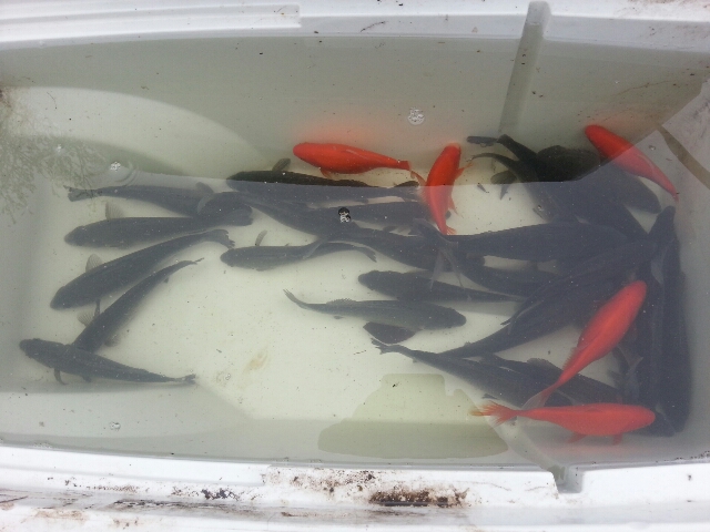 lotsafish.jpg