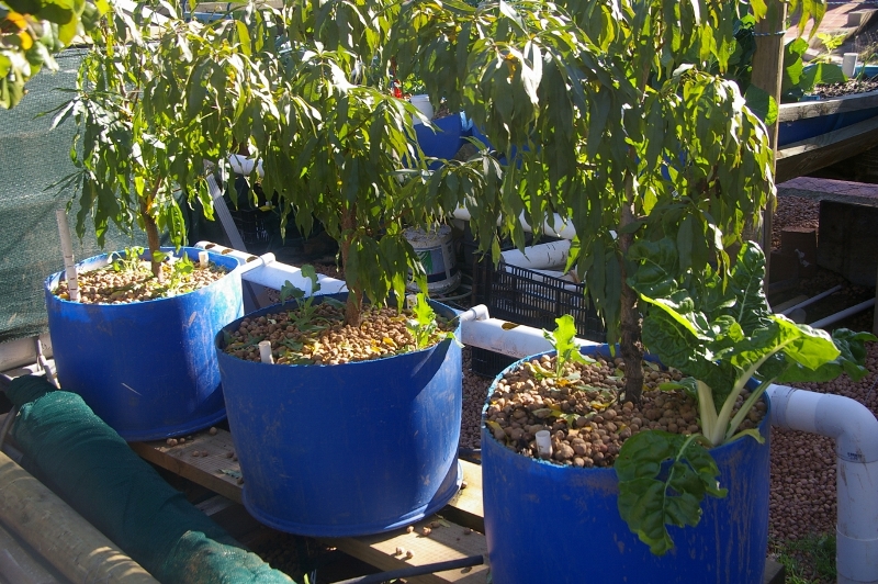 IMGP2933 (1280x851) (800x532).jpg