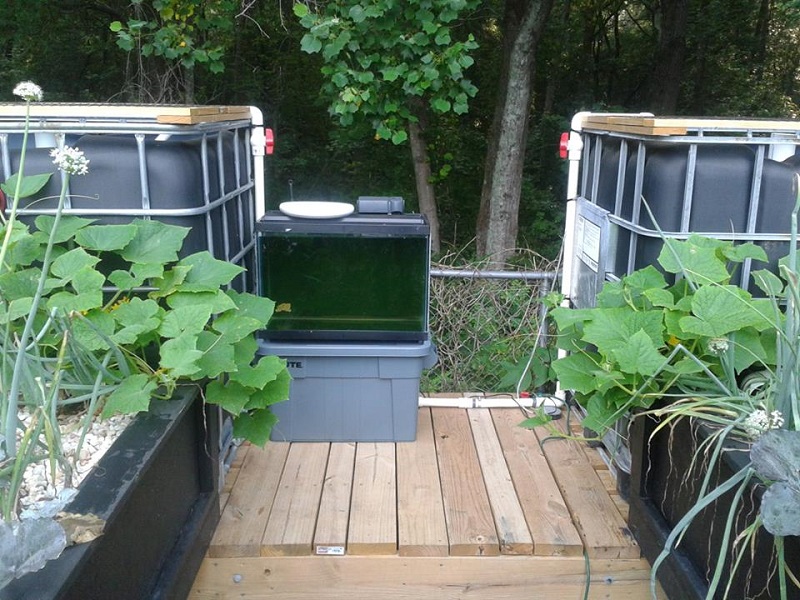 Cucumbers and Quarantine.jpg