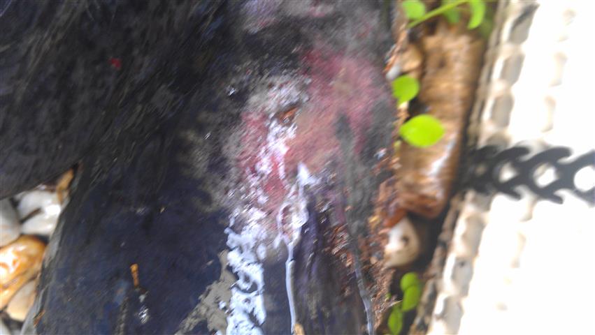 IMAG0278 (Small).jpg