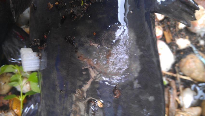 IMAG0277 (Small).jpg