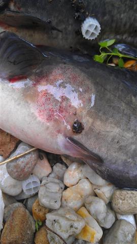 IMAG0276 (Small).jpg