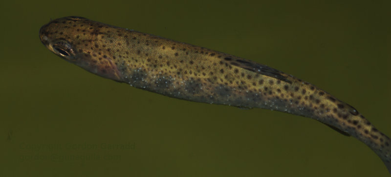 Trout-White-spots.jpg