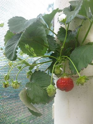 first AP strawberry ripe.jpg