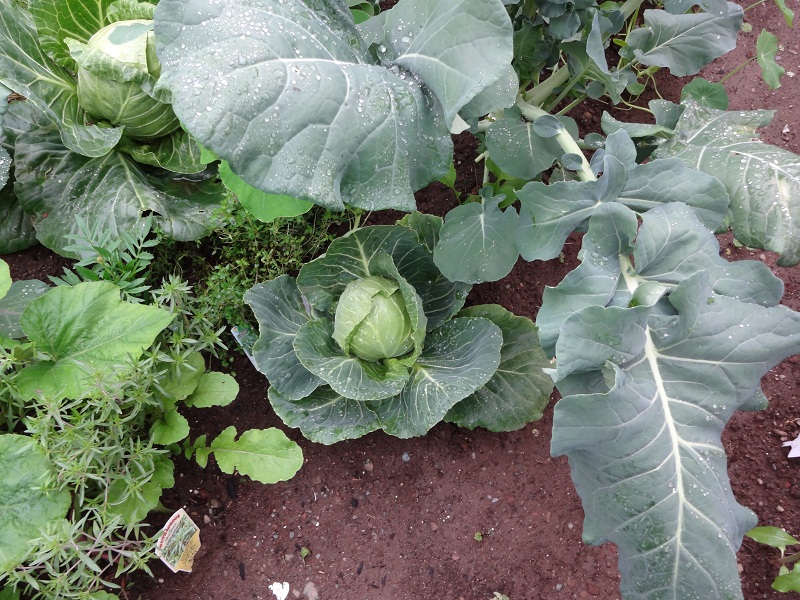 cabbage, brocolli.jpg