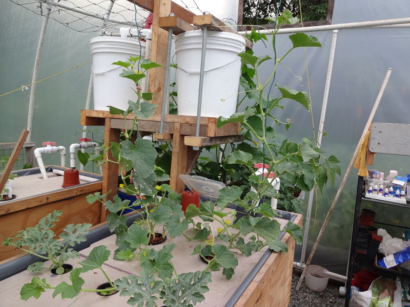 honeydew, cantalope.jpg