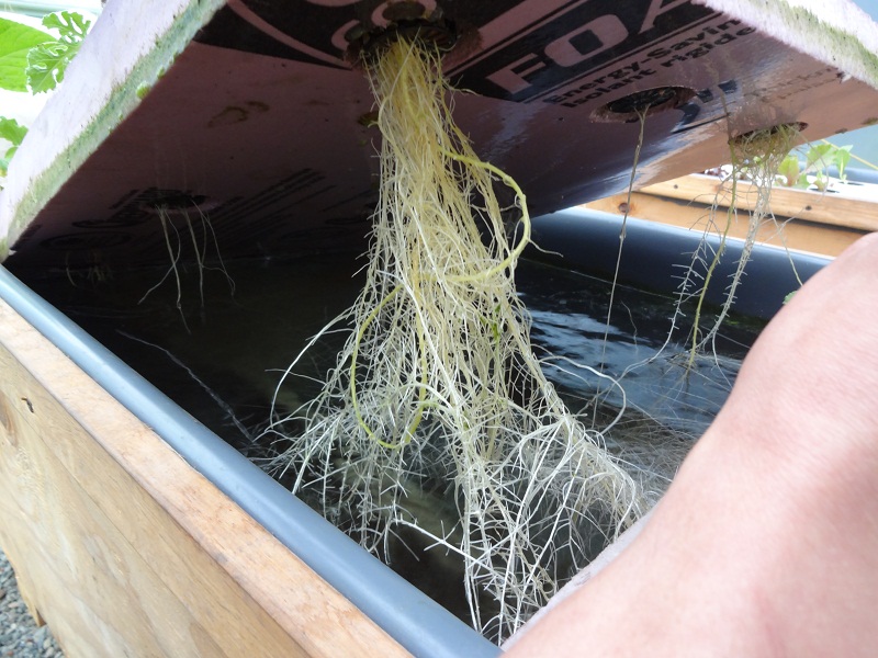 roots of watermelon.jpg