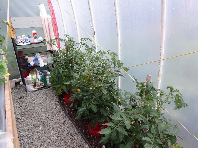 tomatoes right 2.jpg