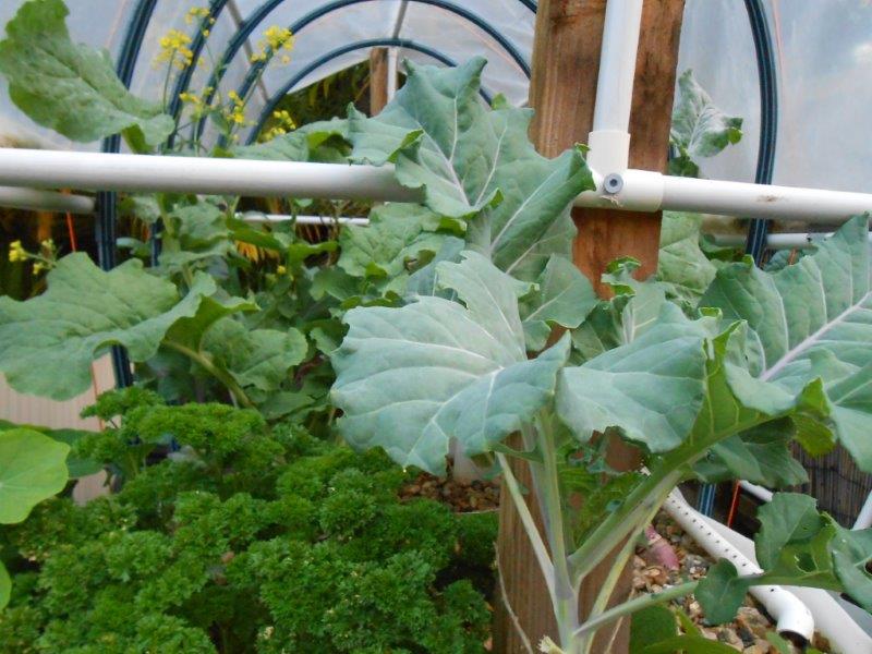 updates july 2013 018.jpg