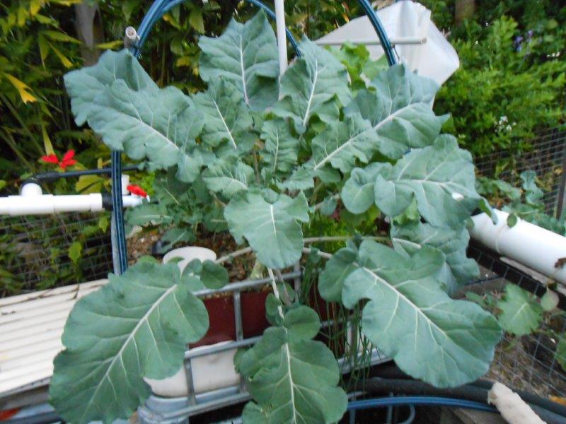 updates july 2013 029.jpg