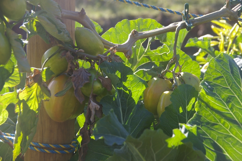 IMGP2949 (800x532).jpg