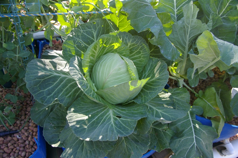 IMGP2951 (800x532).jpg