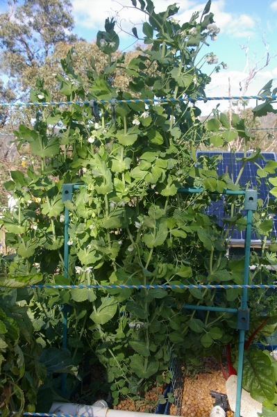 IMGP2943 (800x532) (399x600) (2).jpg