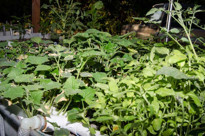 grow beds 7-8-13-5.jpg