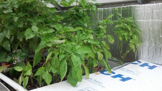 ImageUploadedByTapatalk HD1373508997.539697.jpg