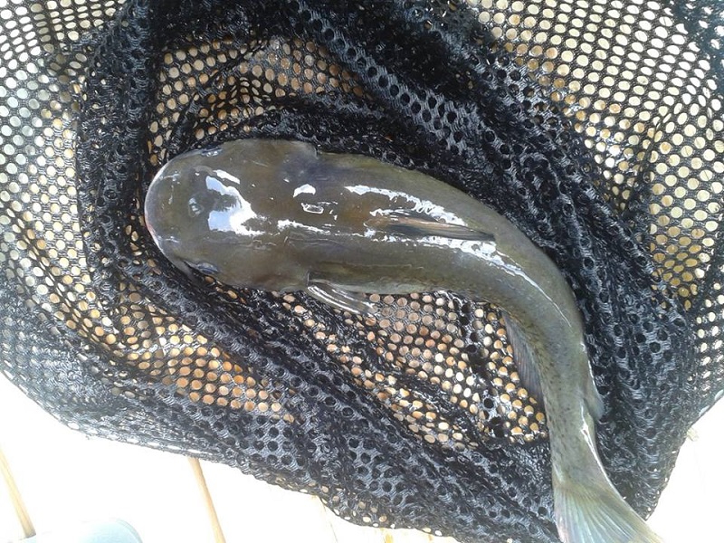 Brown Bullhead.jpg
