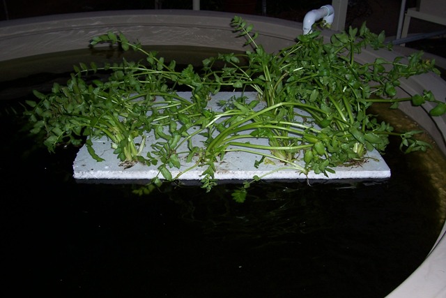 Floating nutrient extractor.jpg