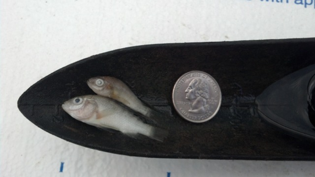 ImageUploadedByTapatalk HD1373584875.154453.jpg