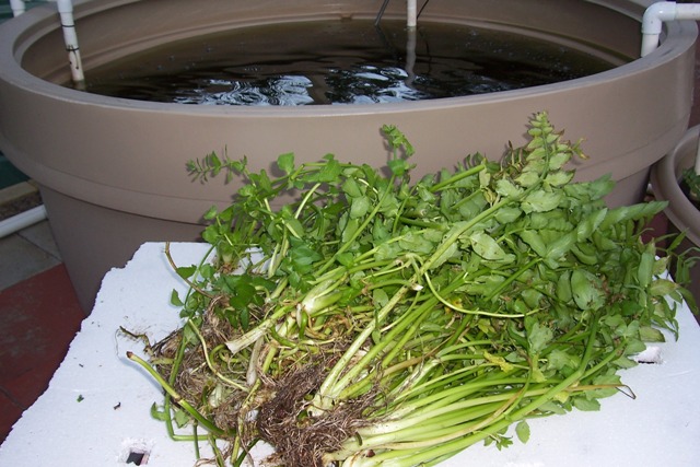 Lebanese watercress.jpg