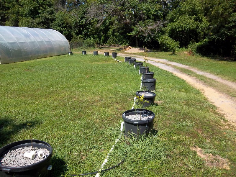 Dwarf trees in AP 004 (Custom).jpg