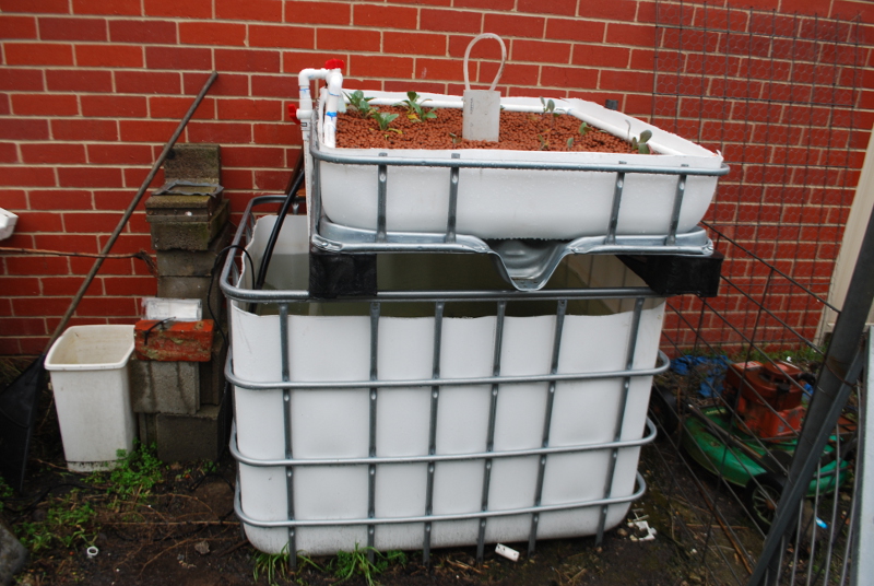 Aquaponics set up web.JPG