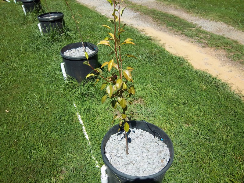 Dwarf trees in AP 006 (Custom).jpg