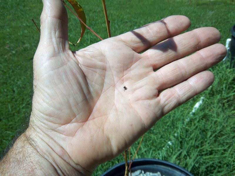 Dwarf trees in AP 007 (Custom).jpg