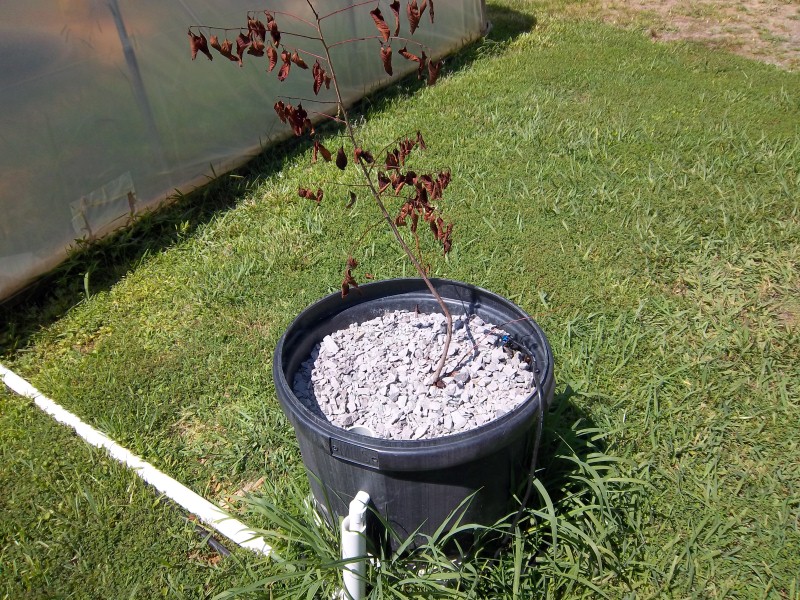 Dwarf trees in AP 008 (Custom).jpg