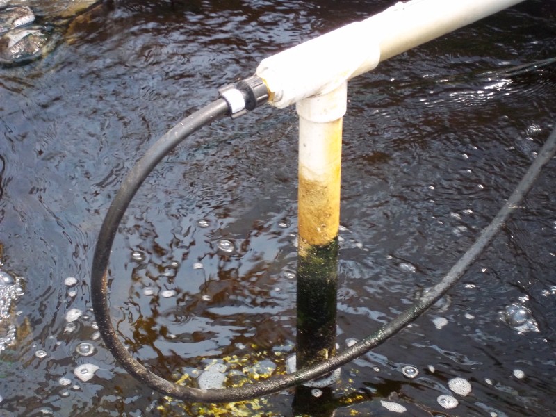 Dwarf trees in AP 009 (Custom).jpg