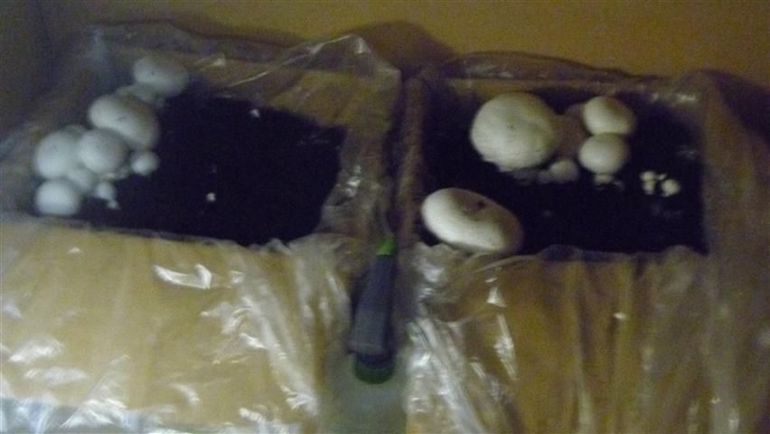 P1010367 (Small).JPG