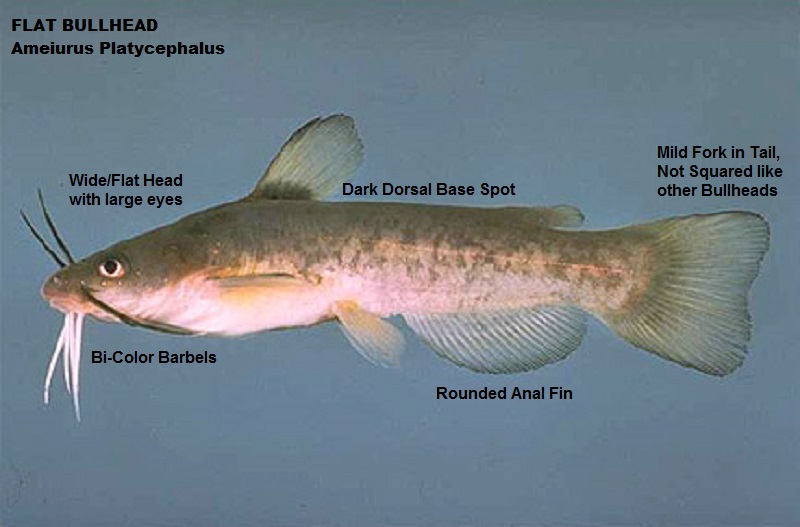 Flat Bullhead Ameiurus platycephalus.jpg