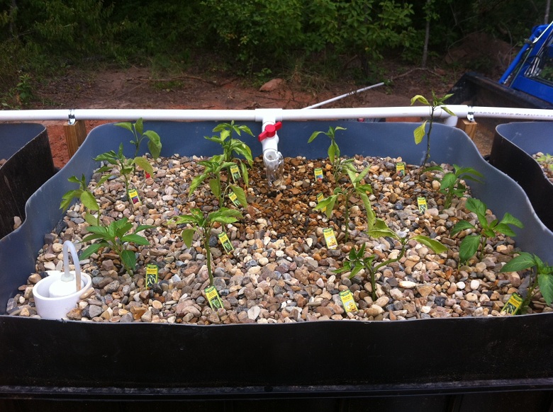 Assort Peppers 7-14-13.JPG