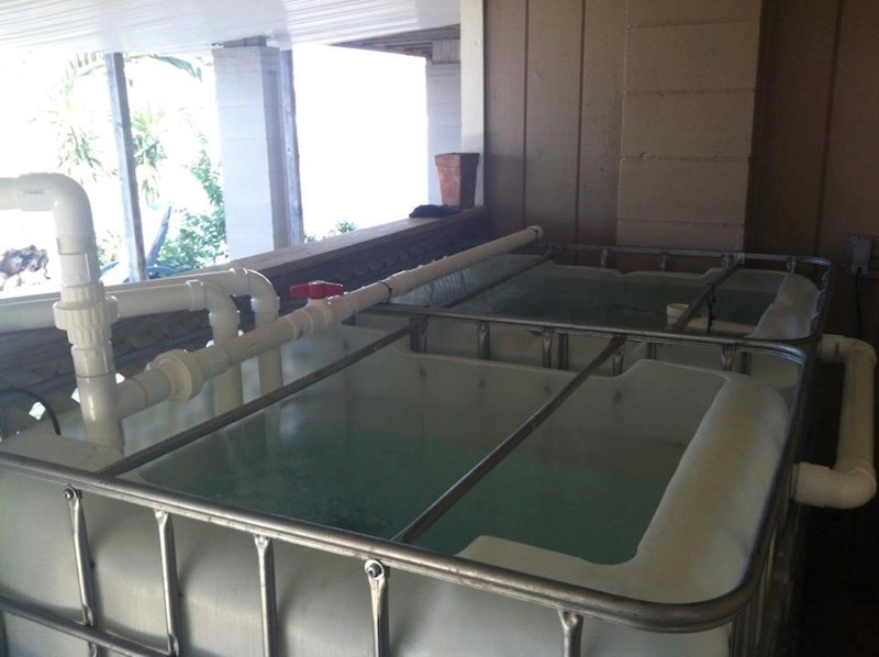 FishTankAndSump.jpg