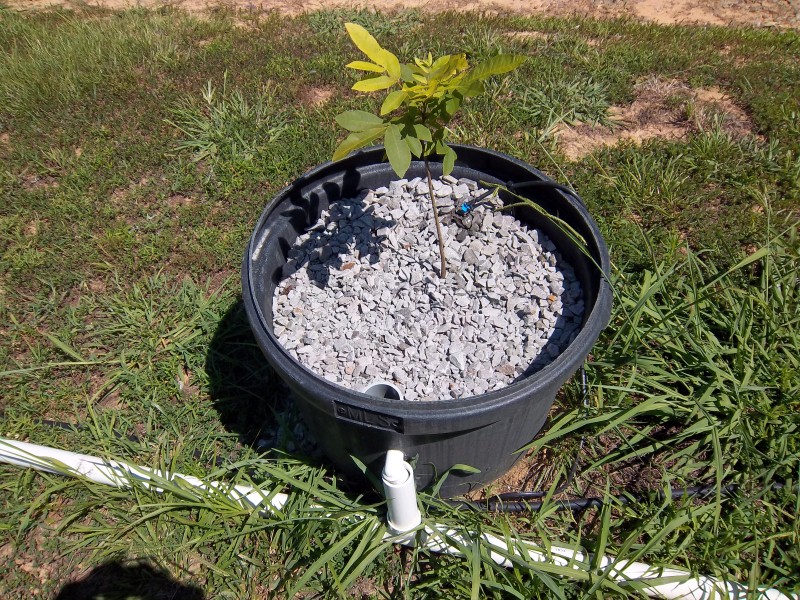 Dwarf trees in AP 005 (Custom).jpg