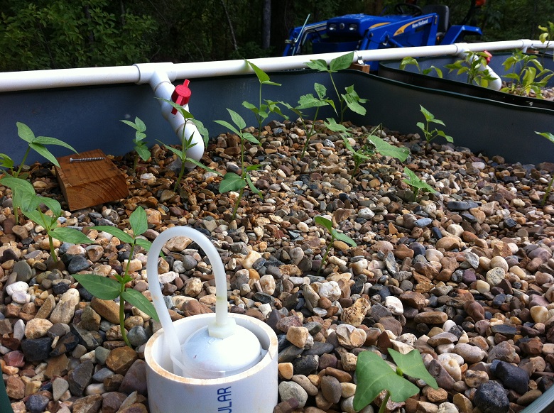 BLK Bean 7-22-13.JPG