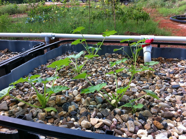 Yellow Sq 7-22-13.JPG