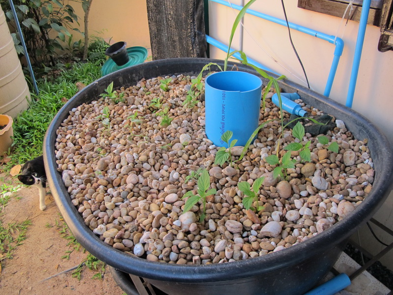 Aquaponics 2013 001.jpg