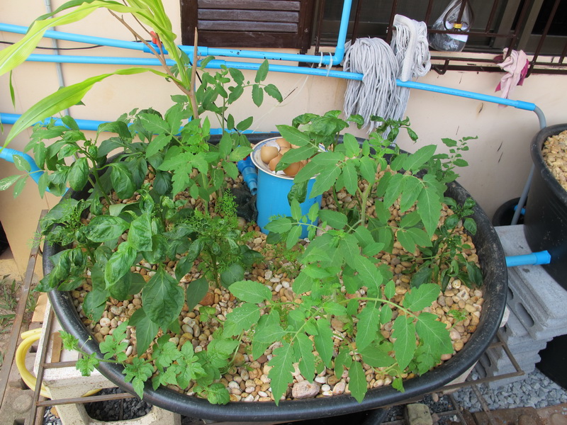 Aquaponics 2013 005.jpg